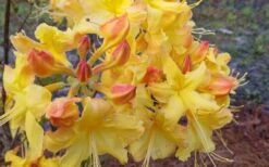 Solar Flare Sunbow Azalea - 3 Gallon Pot -Plant Lover House Shop Native Azalea Solor Flare Sunbow 3