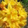 Spring Fanfare Aromi Azalea (Rhododendron Hybrid) - 1 Gallon Pot -Plant Lover House Shop Native Azalea Spring Fanfare 2
