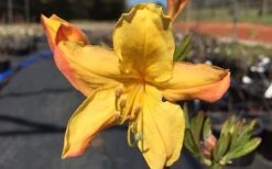 Spring Fanfare Aromi Azalea (Rhododendron Hybrid) - 1 Gallon Pot -Plant Lover House Shop Native Azalea Spring Fanfare 3