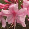 Spring Sensation Aromi Azalea (Rhododendron Hybrid) - 3 Gallon Pot 1 Spring Sensation Aromi Azalea (Rhododendron Hybrid) - 3 Gallon Pot -Plant Lover House Shop Native Azalea Spring Sensation 1 1