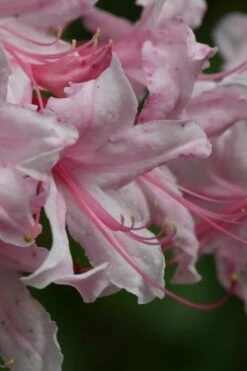 Spring Sensation Aromi Azalea (Rhododendron Hybrid) - 3 Gallon Pot -Plant Lover House Shop Native Azalea Spring Sensation 2 1