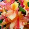 Tallulah Sunrise Native Azalea (Rhododendron) - 3 Gallon Pot -Plant Lover House Shop Native Azalea Tallulah Sunrise 20