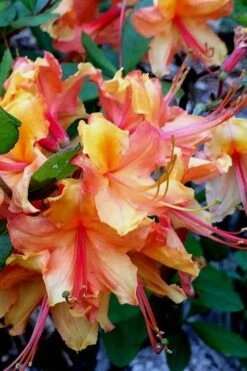 Tallulah Sunrise Native Azalea (Rhododendron) - 1 Gallon Pot -Plant Lover House Shop Native Azalea Tallulah Sunrise 21