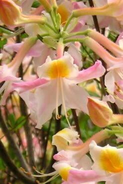 Touch Of Pink Aromi Azalea (Rhododendron Hybrid) - 3 Gallon Pot -Plant Lover House Shop Native Azalea Touch Of Pink 2