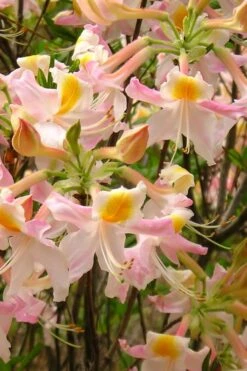 Touch Of Pink Aromi Azalea (Rhododendron Hybrid) - 3 Gallon Pot -Plant Lover House Shop Native Azalea Touch Of Pink 4