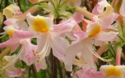 Touch Of Pink Aromi Azalea (Rhododendron Hybrid) - 3 Gallon Pot -Plant Lover House Shop Native Azalea Touch Of Pink 5