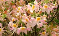 Touch Of Pink Aromi Azalea (Rhododendron Hybrid) - 3 Gallon Pot -Plant Lover House Shop Native Azalea Touch Of Pink 7