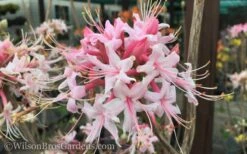 Varnadoes Phlox Pink Native Azalea - Rhododendron Canescens - 1 Gallon Pot -Plant Lover House Shop Native Azalea Varnadoes Pink Phlox 50 1