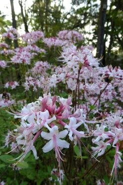 Varnadoes Phlox Pink Native Azalea - Rhododendron Canescens - 1 Gallon Pot -Plant Lover House Shop Native Azalea Varnadoes Pink Phlox 54 1