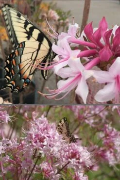 Varnadoes Phlox Pink Native Azalea - Rhododendron Canescens - 3 Gallon Pot 16 Varnadoes Phlox Pink Native Azalea - Rhododendron Canescens - 3 Gallon Pot -Plant Lover House Shop Native Azalea Varnadoes Pink Phlox 55