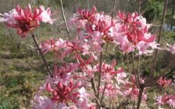 Varnadoes Phlox Pink Native Azalea - Rhododendron Canescens - 3 Gallon Pot 18 Varnadoes Phlox Pink Native Azalea - Rhododendron Canescens - 3 Gallon Pot -Plant Lover House Shop Native Azalea Varnadoes pink Blooms 3