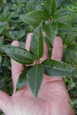 Wheeler's Cold Hardy Fragrant Tea Olive (Osmanthus) - 3 Gallon Pot -Plant Lover House Shop Osmanthus Carl Wheeler 6