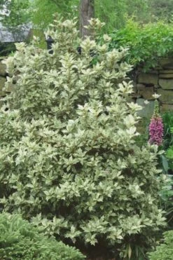Goshiki Osmanthus (Variegated False Holly) - 2 Gallon Pot 11 Goshiki Osmanthus (Variegated False Holly) - 2 Gallon Pot -Plant Lover House Shop Osmanthus Goshiki 20