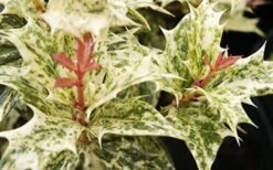 Goshiki Osmanthus (Variegated False Holly) - 5 Gallon Pot 13 Goshiki Osmanthus (Variegated False Holly) - 5 Gallon Pot -Plant Lover House Shop Osmanthus Goshiki Foliage Closeup 2 2