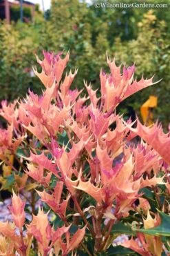 Party Lights Pink Flush Tea Olive - Osmanthus Heterophyllus - 5 Gallon Pot 11 Party Lights Pink Flush Tea Olive - Osmanthus Heterophyllus - 5 Gallon Pot -Plant Lover House Shop Osmanthus Party Lights 11 1