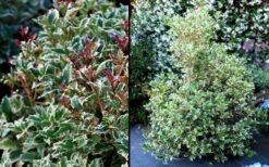 Fragrant Variegated Tea Olive - Osmanthus Heterophyllus 'Variegatus' - 3 Gallon Pot 11 Fragrant Variegated Tea Olive - Osmanthus Heterophyllus 'Variegatus' - 3 Gallon Pot -Plant Lover House Shop Osmanthus Variegated False Holly 2