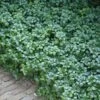 Green Carpet Pachysandra - Japanese Spurge - 18 Count Flat Of Pint Pots -Plant Lover House Shop Pachysandra Green Carpet 500x750 1