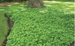 Green Carpet Pachysandra - Japanese Spurge - 18 Count Flat Of Pint Pots -Plant Lover House Shop Pachysandra Green Carpet Landscape