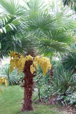 Windmill Cold Hardy Palm Tree - 3 Gallon Pot -Plant Lover House Shop Palm Windmill 500x750 3