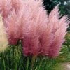 Pink Pampas Grass - 1 Gallon Pot 1 Pink Pampas Grass - 1 Gallon Pot -Plant Lover House Shop Pampas Grass Pink 21