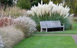 White Pampas Grass - 3 Gallon Pot -Plant Lover House Shop Pampas Grass White 6