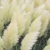 White Pampas Grass - 1 Gallon Pot -Plant Lover House Shop Pampas Grass White Rev 500x750 1