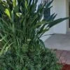 Pringles Dwarf Podocarpus Yew - 1 Gallon Pot 1 Pringles Dwarf Podocarpus Yew - 1 Gallon Pot -Plant Lover House Shop Pdodocarpus Pringles 10