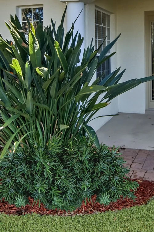 Pringles Dwarf Podocarpus Yew - 3 Gallon Pot 3 Pringles Dwarf Podocarpus Yew - 3 Gallon Pot