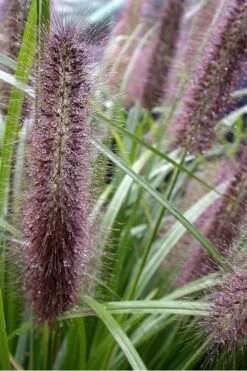 Black Fountain Grass (Pennisetum Alopecuroides 'Moudry') - 1 Gallon Pot -Plant Lover House Shop Pennisetum Moudry 500x750 1