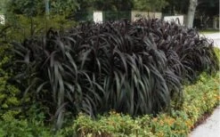 Princess Caroline Purple Fountain Grass (Pennisetum) - 1 Gallon Pot 10 Princess Caroline Purple Fountain Grass (Pennisetum) - 1 Gallon Pot -Plant Lover House Shop Pennisetum Princess Caroline 5 1