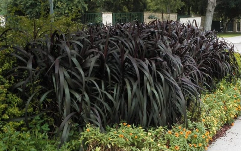 Princess Caroline Purple Fountain Grass (Pennisetum) - 1 Gallon Pot 6 Princess Caroline Purple Fountain Grass (Pennisetum) - 1 Gallon Pot - Image 4
