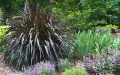 Princess Caroline Purple Fountain Grass (Pennisetum) - 1 Gallon Pot 11 Princess Caroline Purple Fountain Grass (Pennisetum) - 1 Gallon Pot -Plant Lover House Shop Pennisetum Princess Caroline Plant 2 1