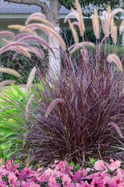Purple Fountain Grass (Pennisetum Rubrum) - 2.5 Quart Pot -Plant Lover House Shop Pennisetum Rubra Purple Fountain Grass 21