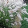 Hameln Dwarf Hardy Fountain Grass (Pennisetum) - 1 Gallon Pot -Plant Lover House Shop Pennisetum hameln 500x750 1
