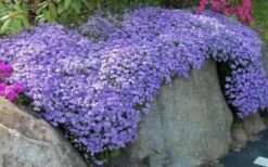 Emerald Cushion Blue Creeping Phlox - 1 Gallon Pot -Plant Lover House Shop Phlox Emerald Blue 11