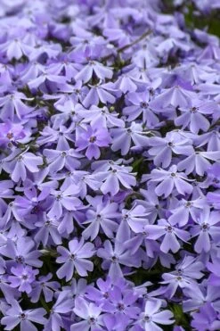 Emerald Cushion Blue Creeping Phlox - 1 Gallon Pot -Plant Lover House Shop Phlox Emerald Blue 14