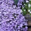 Emerald Cushion Blue Creeping Phlox - 1 Gallon Pot -Plant Lover House Shop Phlox Emerald Blue 15