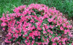 Chinzan Dwarf Azalea - 3 Gallon Pot 12 Chinzan Dwarf Azalea - 3 Gallon Pot -Plant Lover House Shop Picture Azalea Chinzan 2 1