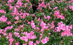 Chinzan Dwarf Azalea - 1 Gallon Pot 15 Chinzan Dwarf Azalea - 1 Gallon Pot -Plant Lover House Shop Picture Azalea Chinzan