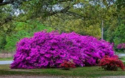 Formosa Southern Indica Azalea - 7 Gallon Pot -Plant Lover House Shop Picture Azlea Formosa Shrub 5 1