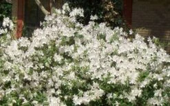 Mrs. G.G. Gerbing White Southern Indica Azalea - 7 Gallon Pot 12 Mrs. G.G. Gerbing White Southern Indica Azalea - 7 Gallon Pot -Plant Lover House Shop Picture Azlea GG Gerbing 1