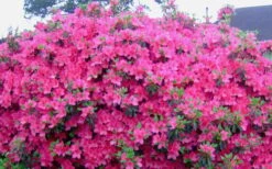 Judge Solomon Southern Indica Azalea - 1 Gallon Pot -Plant Lover House Shop Picture Azlea Judge Solomon Flowers 1