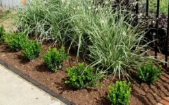 Baby Gem Boxwood - 1 Gallon Pot -Plant Lover House Shop Picture Boxwood Baby Gem Edger 1