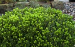 Baby Gem Boxwood - 2 Gallon Pot 16 Baby Gem Boxwood - 2 Gallon Pot -Plant Lover House Shop Picture Boxwood Baby Gem Leaves 2