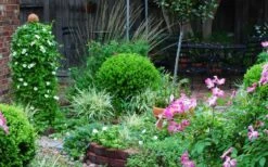 Baby Gem Boxwood - 2 Gallon Pot 17 Baby Gem Boxwood - 2 Gallon Pot -Plant Lover House Shop Picture Boxwood Baby Gem Specimen 2