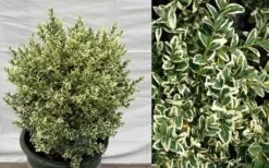 Dwarf Variegated Boxwood - 6 Pack Of 1 Gallon Pots 12 Dwarf Variegated Boxwood - 6 Pack Of 1 Gallon Pots -Plant Lover House Shop Picture Boxwood Dwarf Variegated 3
