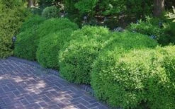 Franklins Gem Dwarf Boxwood - 1 Gallon Pot -Plant Lover House Shop Picture Boxwood Franklins Gem 2