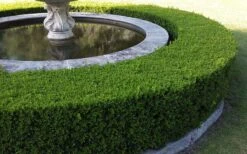 Franklins Gem Dwarf Boxwood - 1 Gallon Pot -Plant Lover House Shop Picture Boxwood Franklins Gem Hedge 6