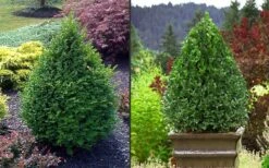 Green Mountain Boxwood - 6 Pack Of 1 Gallon Pots 15 Green Mountain Boxwood - 6 Pack Of 1 Gallon Pots -Plant Lover House Shop Picture Boxwood Green Mountain 2 4