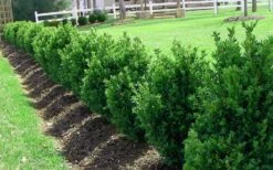 Green Mountain Boxwood - 5 Gallon Pot 13 Green Mountain Boxwood - 5 Gallon Pot -Plant Lover House Shop Picture Boxwood Green Mountain Hedge 5